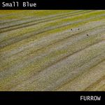 Small Blue-Furrow