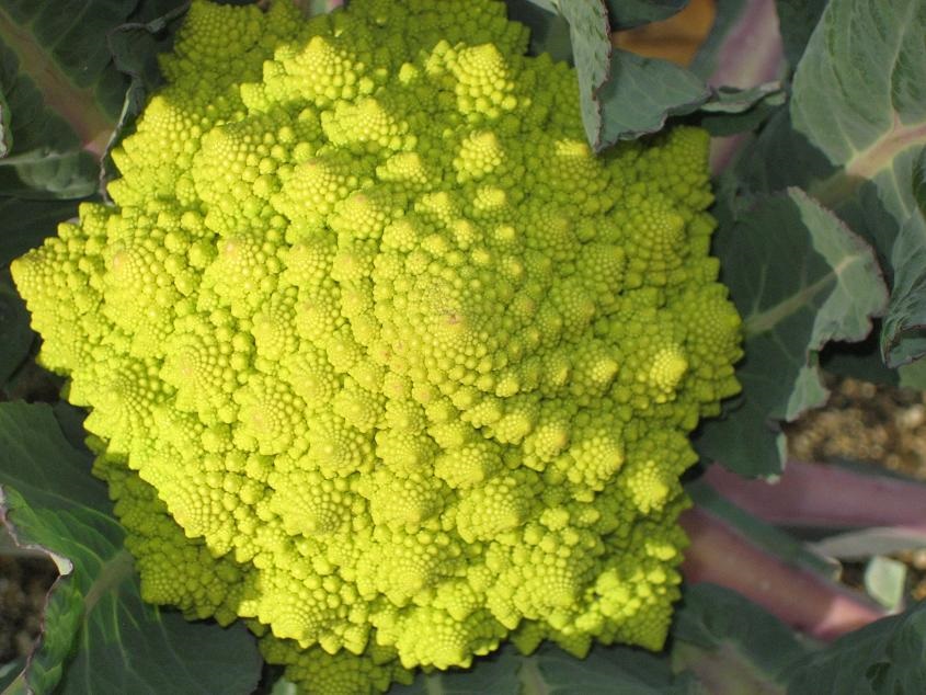 Romanesco