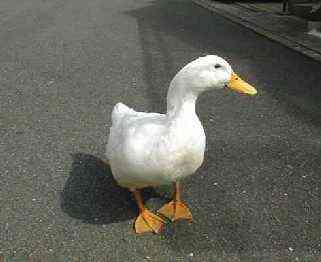 mame31.jpg (9489 �o�C�g)