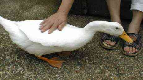 mame33.jpg (16668 �o�C�g)