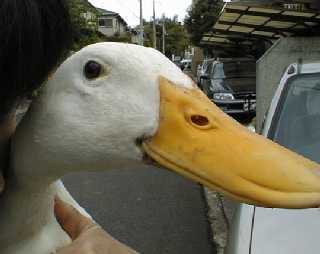 mame35.jpg (9137 �o�C�g)