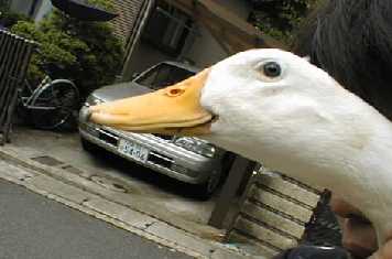 mame36.jpg (11859 �o�C�g)