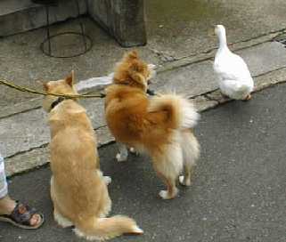 mame38.jpg (11737 �o�C�g)