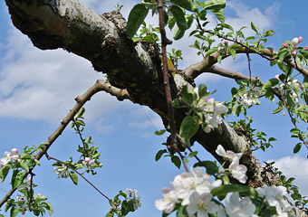 ڂ