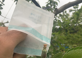 菇1