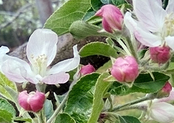 ڂ