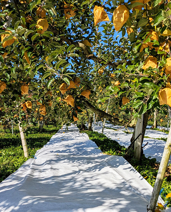 ���˃V�[�g