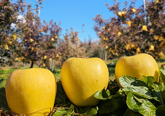 �e�X�g���n