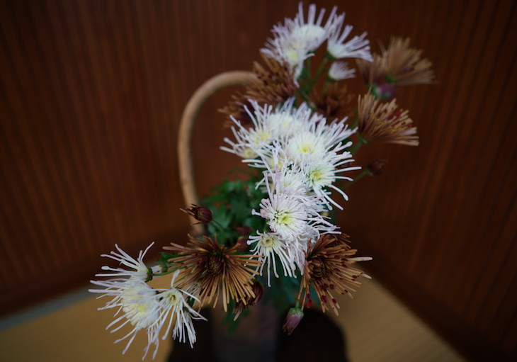 菊の生け花