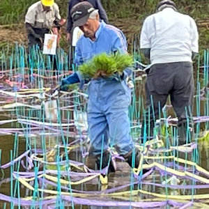6.3 事前田植え(1)