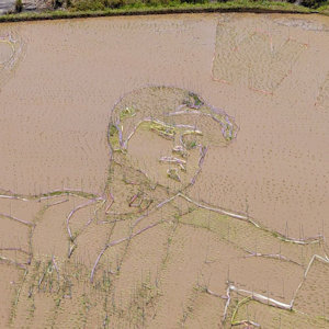 6.4 田植え直後のアート