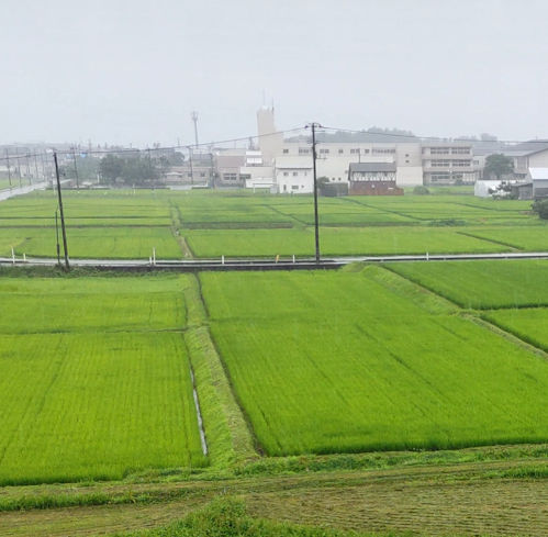 7.15 田んぼアートのある風景・その１
