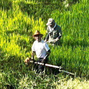 7.29 床屋さん(猛暑で伸び過ぎたイネ丈を調節)
