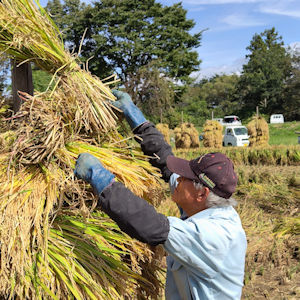 10.8 ホニオ積み：刈り取ったイネは天日干し