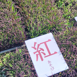 6.1 紅あそびなど7種類準備