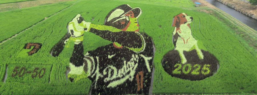 田んぼアートの様子／撮影日：2025年7月15日（天気：曇り）