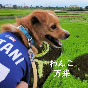 7.30 今年もたくさんのわんこたちが来訪