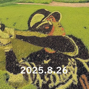 8.26 出穂で黄色味が増す