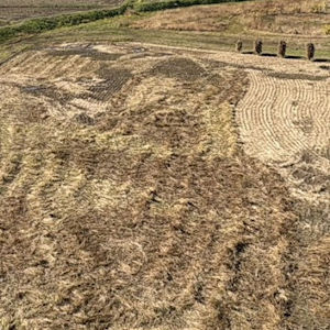 11.5 稲刈りのあと