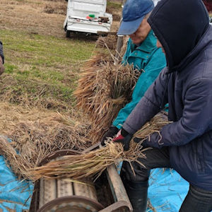 11.23 足踏み脱穀機で脱穀(その1)