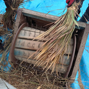 11.23 足踏み脱穀機で脱穀(その2)