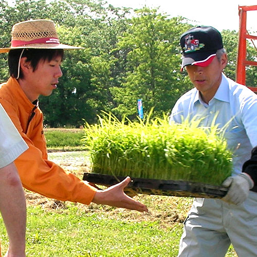 2013年/田植え