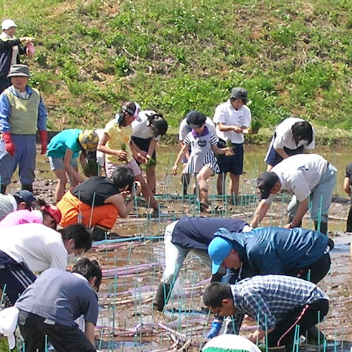 2014年/田植え