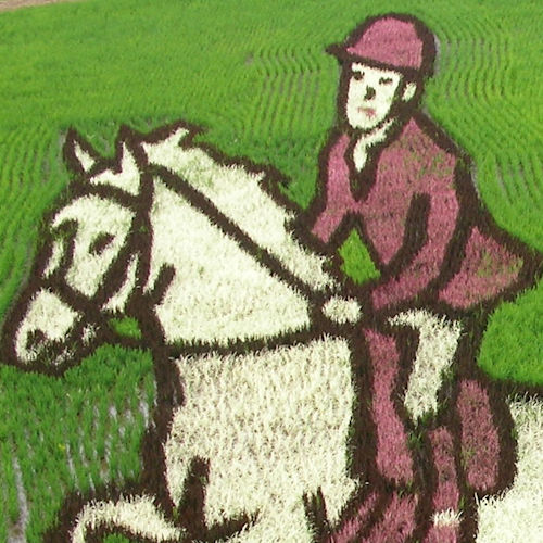 2016年/希望郷いわて国体(馬術･弓道)
