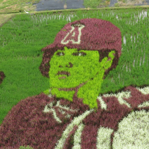 2019年/大谷翔平選手(打者)