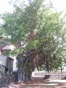 s-DSCN1235_thumb.png