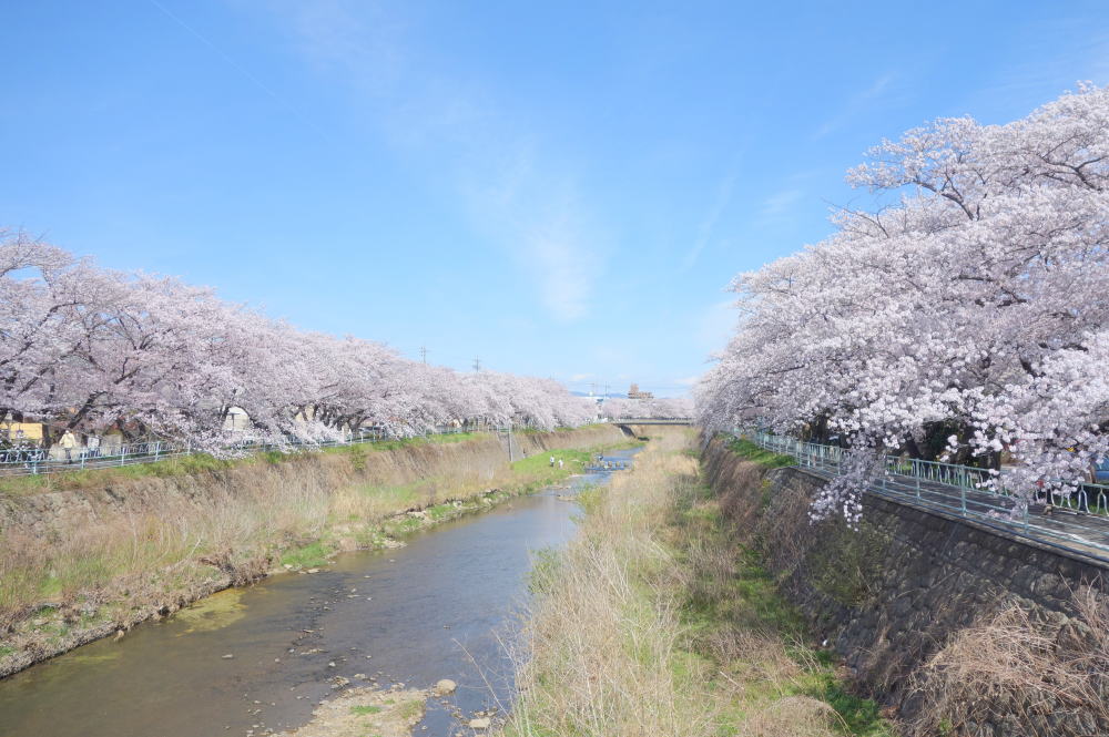 ２０２２／０４／０１　桜満開の香流川