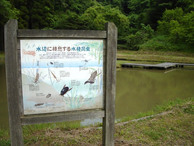 水生昆虫園