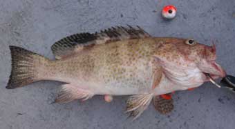 �I�I�����n�^