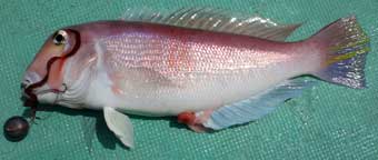 �A�J�A�}�_�C