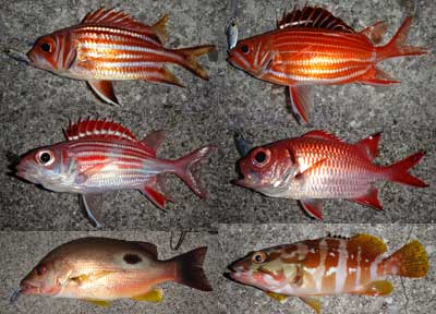 �G�r�X�_�C��