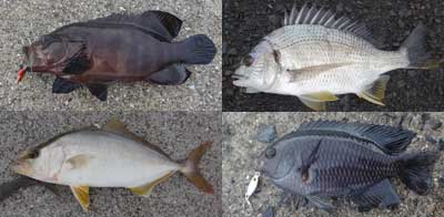 �G�r�X�_�C��