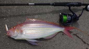 �C�g����