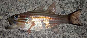 �����E�L���E�����C�C�V���`