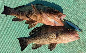 �I�I�����n�^