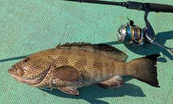 �I�I�����n�^