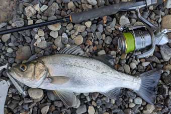 �q���Z�C�S