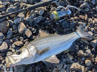 �q���X�Y�L