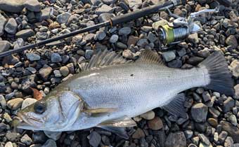 �q���X�Y�L