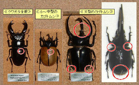 ビートルマガジン/Beetle Magazine ・・・ 世界のカブトムシ