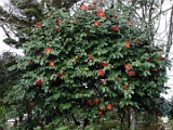 ahigooozeki-3