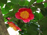 akuninohikar-1