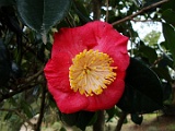 asinntukasa-1