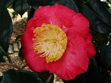 asinntukasa-2