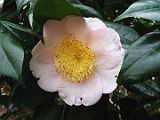 pchoujyuraku-1