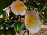 pchoujyuraku-2